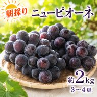 ぶどう ニューピオーネ 約2kg 3～4房 高梁市産 2026年 先行予約 贈答用 化粧箱 大粒 葡萄 ブドウ うめづぶどう園