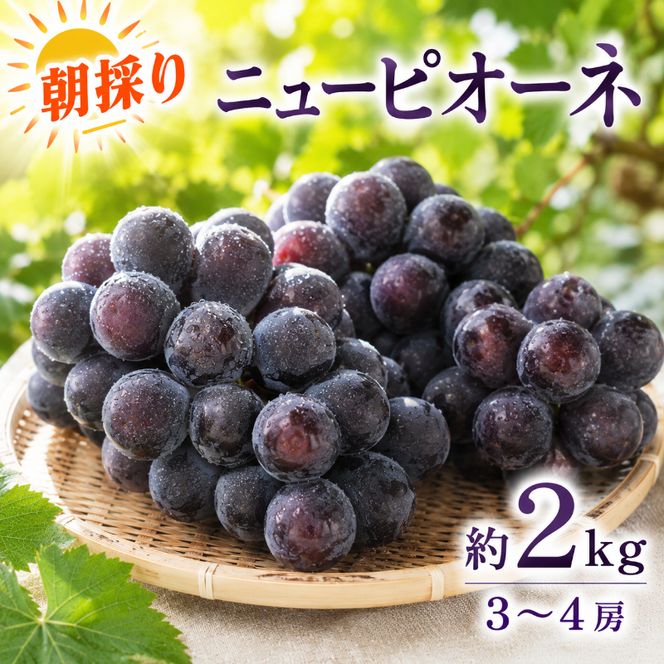 ぶどう ニューピオーネ 約2kg 3～4房 高梁市産 2026年 先行予約 贈答用 化粧箱 大粒 葡萄 ブドウ うめづぶどう園