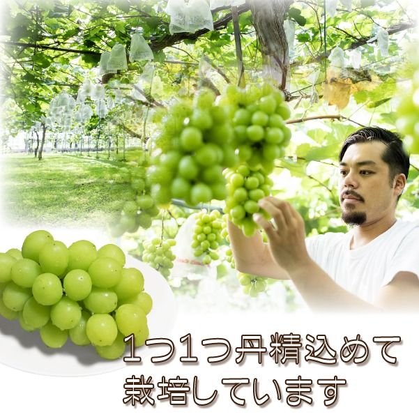 【産直もぎたて】シャインマスカット 1.3kg程度（2～3房 果実 くだもの フルーツ ブドウ 贈答用 限定）