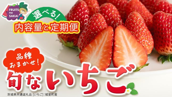 ＼選べる 内容量・発送方法／旬ないちご品種おまかせ 約250g×2パック または 4パック 単品・定期便 3か月 6か月【2026年12月から発送開始】（茨城県共通返礼品 [いちご]：城里町産） 果物 くだもの フルーツ イチゴ 苺 旬 品種おまかせ 人気