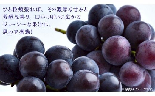 巨峰 2.5kg (4～6房)【2026年8月下旬発送開始】(茨城県共通返礼品：大子町) ぶどう 葡萄 ブドウ フルーツ 果物 スイーツ