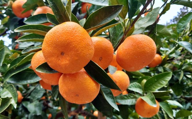 [秀品]和歌山有田みかん約6kg(2Lサイズ) ★2025年11月中旬頃より順次発送 BZ034