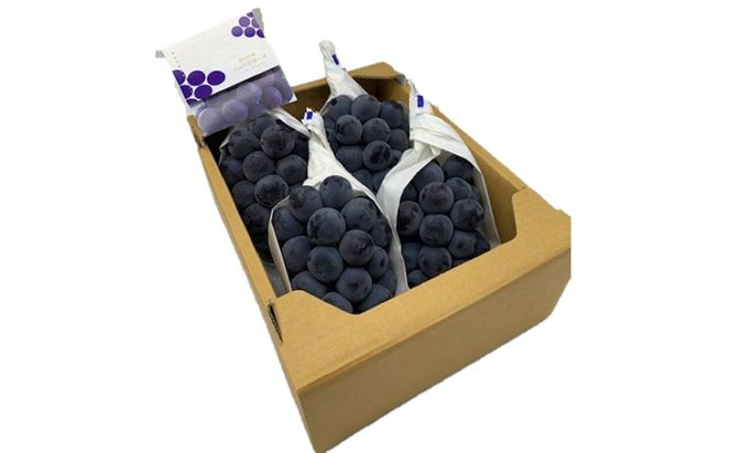 ぶどう 2026年 先行予約 ニューピオーネ4房(1房480g以上) ブドウ 葡萄 岡山県産 国産 フルーツ 果物 ギフト 