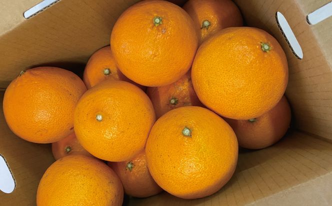 愛南 プリンセス 2kg サイズミックス 15000円 みかん 愛果48号 まどんな と 甘平 を交配 高級 人気 ブランド 柑橘 果物 フルーツ 紅プリンセス と 同一品種 数量限定 期間限定 産地直送 国産 農家直送 特産品 お取り寄せ ギフト プレゼント mikan 蜜柑 ミカン ぷりんせす 甘い おいしい ゼリー ぷるぷる 果樹園みどり 愛南町 愛媛県