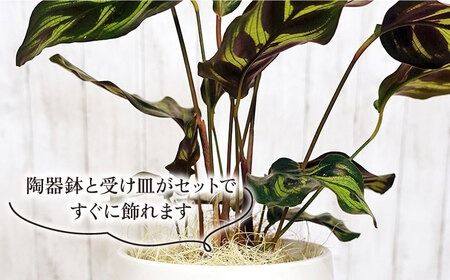葉模様が独特で美しい『 カラテア ・ マコヤナ 』 糸島市 / cocoha [AWB023] 観葉植物 インテリア 緑 植物 お祝い ギフト カラテア グリーン プレゼント