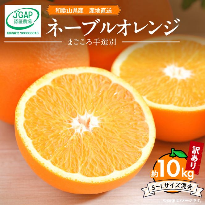 【2027年先行予約】和歌山県産 ネーブルオレンジ 【訳あり 家庭用】10kg サイズ混合 【まごころ手選別】_ZE6445