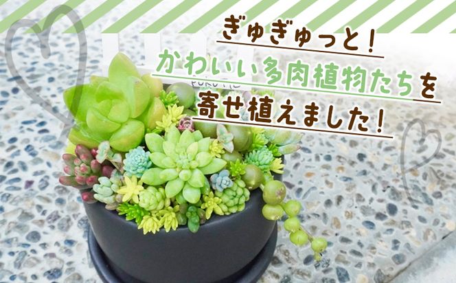 多肉植物の寄せ植え Mサイズ - 鉢植え インテリア ガーデニング おしゃれ グリーン プレゼント 観葉植物 多肉 植物 寄せ植え かわいい お楽しみ 自然 PUKUTTO 高知県 香南市 pk-0005