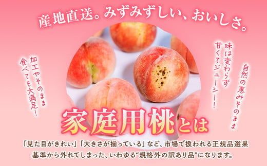 ◆2026年夏発送◆＜産直・家庭用桃・約5kg＞ ※北海道・沖縄・離島への配送不可 ※2026年7月上旬～9月上旬頃に順次発送予定｜先行予約 予約 桃 もも モモ 果物 くだもの フルーツ 訳あり 家庭用 詰め合わせ 福島 ふくしま