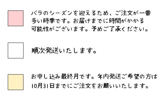 【3本セット】花巻温泉バラ園で育ったバラ中苗 5号サイズ 【2328】