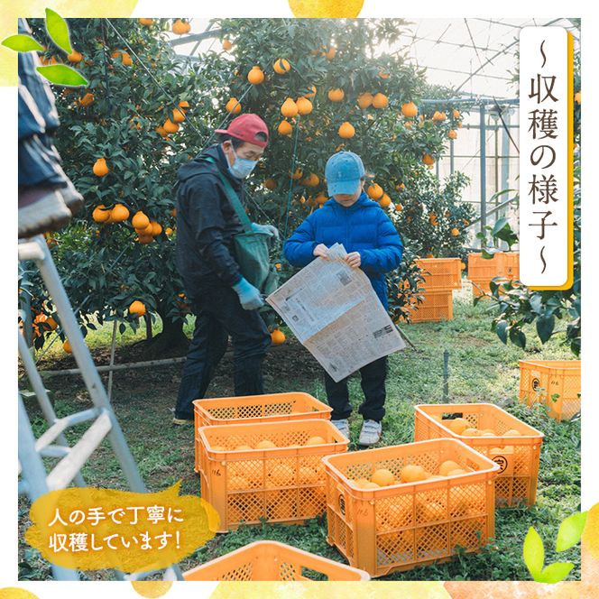 ＜先行予約受付中！2027年1月中旬以降順次発送予定＞数量限定！大将季 (6個・4Lサイズ) 柑橘 フルーツ 果物 国産 みかん 期間限定 不知火 しらぬい シラヌイ ミカン【株式会社土曜日】akn069-12