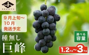 長野県産 種無し巨峰 約1.2kg 約1.8kg 約3kg 選べる内容量 ［小布施屋］ 果物 フルーツ ぶどう 葡萄  種無し 種なし 令和8年産【2026年9月上旬～10月発送】