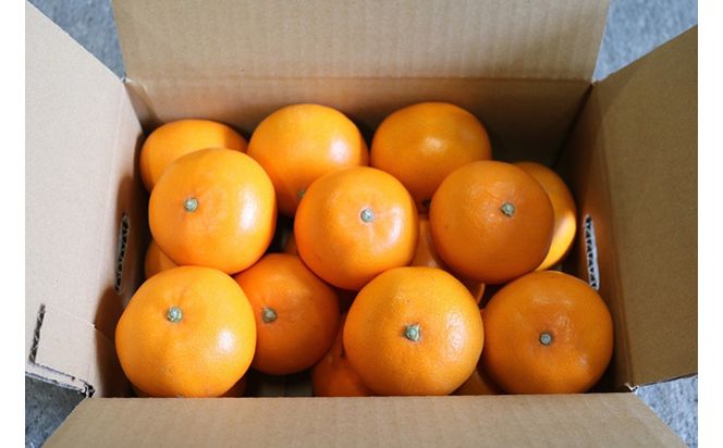 【先行予約】【まごころ手選別】和歌山県産 せとか 化粧箱 約3kg（11～12玉）秀品 L～3Lサイズ混合 柑橘