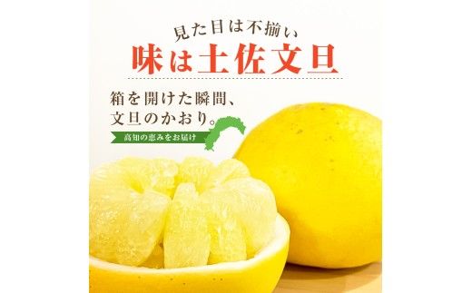 先行予約 訳あり 土佐文旦 家庭用 約10kg 約16～30玉 M～5L混合サイズ 高知県産 文旦 ブンタン ぶんたん 柑橘 かんきつ 蜜柑 みかん 柑橘類 フルーツ 果物 くだもの デザート おやつ 爽やか 甘い ジュース スイーツ 美味しい おいしい