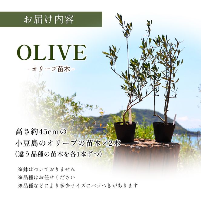 【 小豆島 】小豆島のオリーブ苗木 2本セット（中） 植物 観葉植物 インテリア オリーブ 苗木 香川 香川県 土庄 土庄町
