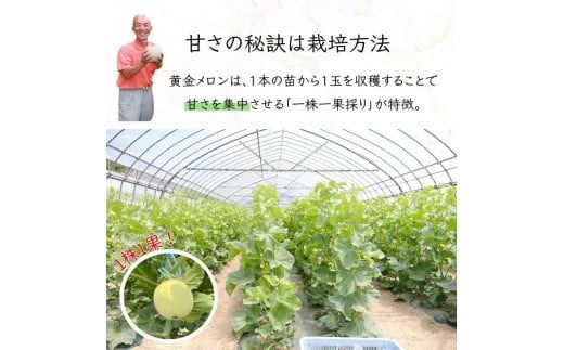 【令和7年度分予約受付】平泉黄金メロン 1玉 Lサイズ 約1.5㎏ 【2025年8月下旬以降より発送】/ メロン マスクメロン 果物 くだもの フルーツ 甘い 旬 産地直送 予約 先行予約【gmk514-l-1d5kgx1A】