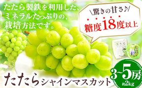 【令和7年度産先行予約】 マスカット シャインマスカット 約2kg(3~5房) たたらみねらるシャインマスカット ギフト 糖度18度以上 フルーツ 種無し ぶどう 葡 Y&G．ディストリビューター 岡山県 笠岡市---4-09a---