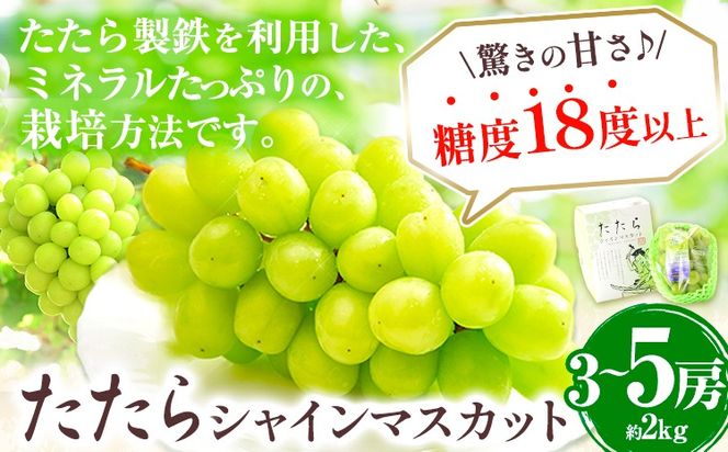 【令和7年度産先行予約】 マスカット シャインマスカット 約2kg(3~5房) たたらみねらるシャインマスカット ギフト 糖度18度以上 フルーツ 種無し ぶどう 葡 Y&G．ディストリビューター 岡山県 笠岡市---4-09a---