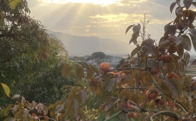 【朝倉市制施行20周年記念企画】 柿 志波の富有柿 2Lサイズのみ×約11個入 ゆう美果樹園 ※配送不可：離島