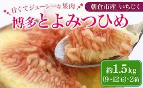 いちじく 博多 とよみつひめ 1.5kg 柔らかな食感 最高レベルの糖度 あふれる果汁 筑前あさくら農協 配送不可 離島※オンライン決済