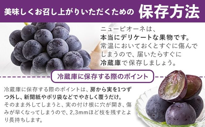 岡山県産 ニューピオーネ 約600g 1房 葡萄 果物 秀品 スイーツ フルーツ デザート 秋旬 岡山県矢掛町《8月下旬-10月中旬頃出荷》---ofn_cssm_h810_26_15500_1---