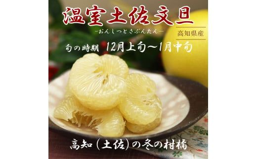 【先行予約】温室土佐文旦 L～3L 約6kg（10～14個入り）〈2026年12月上旬～12月下旬頃〉/ 高糖度 温室 ブンタン ぶんたん 土佐文旦 ハウス文旦 約6キロ 高知県 土佐市産 フルーツ 果物 高知県 土佐市【白木果樹園】 [BQAI040]