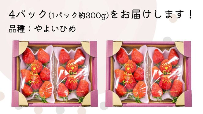 「食べチョクいちごグランプリ2026」味わい部門「ザ・ジューシー賞」受賞 やよいひめ ( 4パック ) 特大 デラックス サイズ 【 2026年1月から発送開始 】 ( 茨城県共通返礼品 : 常陸太田市 ) 約 300g × 4 パック やよいひめ ヤヨイヒメ 弥生姫 いちご 数量限定 果物 くだもの フルーツ 苺 イチゴ 期間限定 [ES013us]