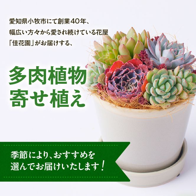 佳花園】多肉植物のオリジナル寄せ植え［156K04］（愛知県小牧市