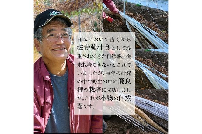 ＜先行予約受付中！2025年11月下旬から順次発送予定＞＜期間限定＞山菜の王者自然薯 (約1.2kg)  山芋 じねんじょ とろろ 長いも 国産 旬 野菜 新鮮 やさい 常温 保存 宮崎県 門川町 【自然薯組合】【Y-1】