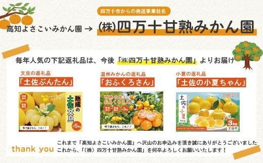 【早期受付・数量限定】甘味が強く酸味が少なめ！土佐の小夏ちゃん 3kg【家庭用】予約 旬 くだもの 果物 フルーツ 柑橘 ミカン みかん 小夏 こなつ 日向夏 四万十 農家直送【2026年5月下旬より順次配送】25-163