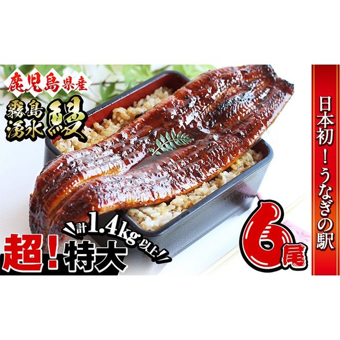 【数量限定】超特大！鹿児島県産 山田水産の霧島湧水鰻(計1400g以上・236g以上×6尾) c5-039