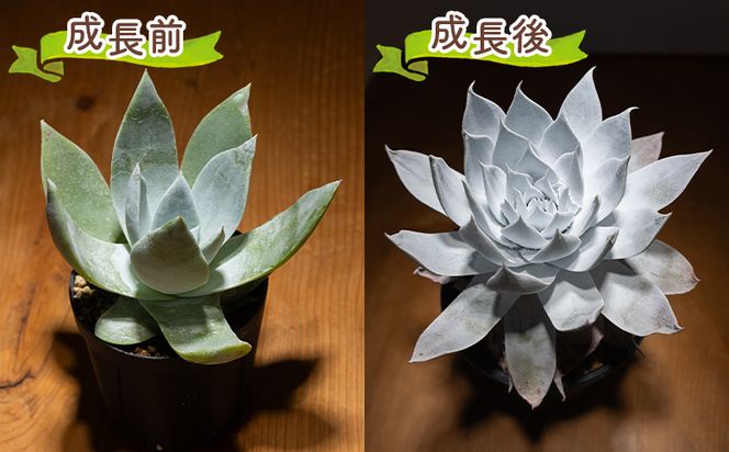 ブリトニー（仙女盃） ダドレア - 多肉植物 植物 ベンケイソウ科 単頭タイプ ブリトニー インテリア ナチュラル 自然 グリーン 観葉植物 おしゃれ 癒し かわいい Succulent field サキュレントフィールド 高知県 香南市 常温 cc-0002