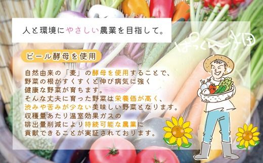 【 早期受付 4回定期便 】 とれたて 新鮮 ぱっくん畑のおくりもの 農家直送 秋・冬 野菜セット 約5種類 国産 野菜 やさい 予約 高知県 高知 しまんと 四万十市 限定 お取り寄せ 【2026年11月～2027年2月まで毎月1回配送】26-055