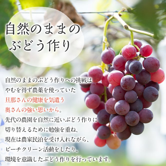 ＜先行予約受付中！2026年8月中旬以降順次発送予定＞鹿児島県産 巨峰(約1.4kg・3～4房) 国産 ぶどう ブドウ 葡萄 果物 フルーツ セット 期間限定 数量限定【落合ぶどう園】akn025-01