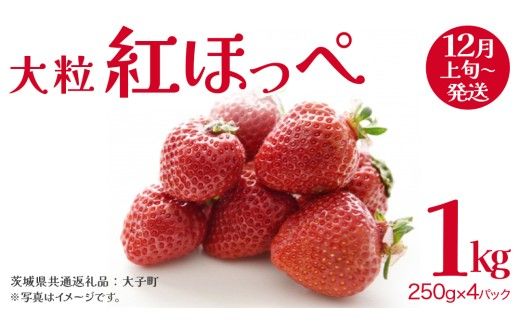 紅ほっぺ 大粒 250g（8～12粒）×4パック【2026年12月上旬発送開始】(茨城県共通返礼品：大子町) いちご 苺 果物 フルーツ 果実