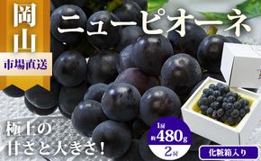 ぶどう 2026年 先行予約 ニュー ピオーネ 2房（1房480g以上）約1kg 化粧箱入り ブドウ 葡萄 岡山県産 国産 フルーツ 果物 ギフト 