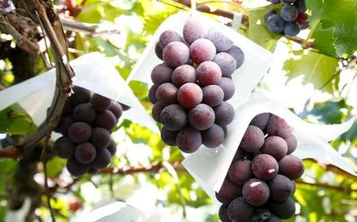 シャインマスカットと旬のぶどう 詰め合わせ 各1房 約900g［小布施屋］ 食べ比べ 果物 詰合せ セット フルーツ ぶどう 詰合せ 数量限定 長野県産 信州産 2種 くだもの フルーツセット おまかせ ブドウ 2025 先行予約 令和7年産 【2025年9月中旬～10月下旬発送】 ［A-229］