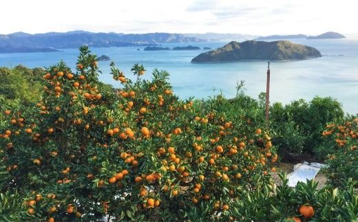 yQɕzyʌ/s\zc_݂̑iʁj10kg ւ̔zs i2025N1110菇j IKTA026