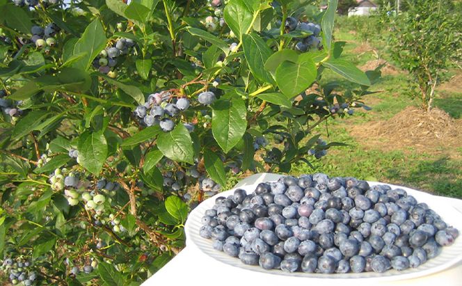 【北のハイグレード食品認定】有機ブルーベリージュース 紺碧の恋 710ml×1本 化粧箱入り 果汁飲料 野菜飲料 飲料 ジュース ブルーベリー 果物 くだもの [株式会社　自然農園]