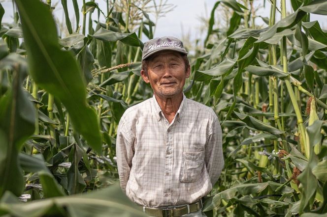 【期間限定発送】「野菜ソムリエサミット」2024年7月度 金賞受賞 とうもろこし スイートコーン ひなたプレミアコーン 4.5kg [増田園芸 宮崎県 日向市 452061048] トウモロコシ 糖度 甘い 先行予約