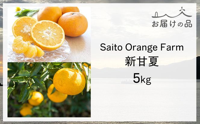 【先行予約】Saito Orange Farm ご家庭用 新甘夏5kg （2027年3月下旬頃より順次発送予定）IKTAQ029