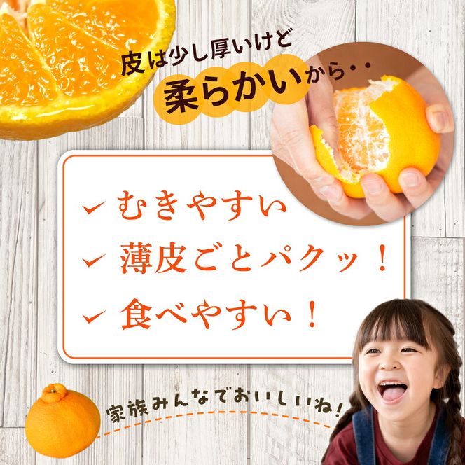 【2027年先行予約】春みかん「デコ」不知火 [約2.8kg] 湯浅町 田村産 (果実サイズおまかせ) / 紀伊国屋文左衛門本舗_V7431