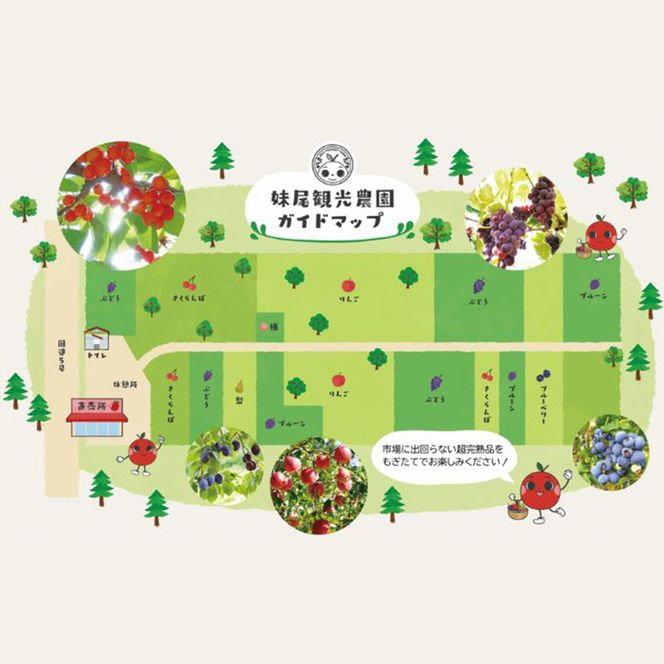 妹尾観光農園 フルーツ狩りチケット3000円 割引 チケット クーポン 利用券 フルーツ 旅行 体験 農園 北海道 仁木町 [フルーツショップ妹尾観光農園]