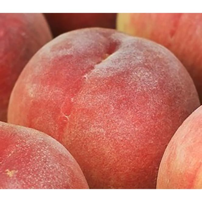 白桃 約2kg（6～8玉）和歌山県産 厳選 化粧箱入り ｜ 白鳳・清水白桃・川中島・もも・はくとう【化粧箱入り】 ※北海道・沖縄・離島への配送不可 ※2026年7月上旬～7月下旬頃に順次発送予定