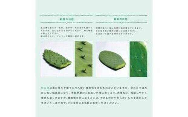 食べるサボテン 太陽の葉 フレッシュリーフ食用サボテン（１kg）