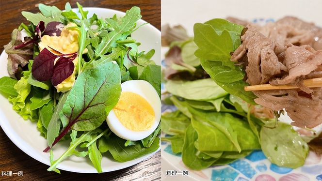 【 業務用 】 黒澤農園 の ベビーリーフサラダ 500g 大容量タイプ 業者向け ベビーリーフ サラダ 生野菜 食べやすい 若葉 ファミリー 旬 新鮮 国産 彩り パーティー 大量 お得パック [DS06-NT]