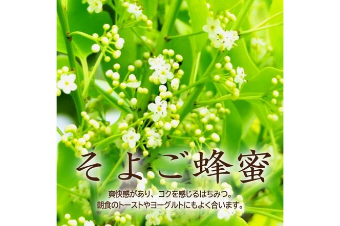 DOALA HONEY　国産純粋はちみつセット　もちのき蜂蜜・そよご蜂蜜【中日ドラゴンズコラボ】 【0086-004】