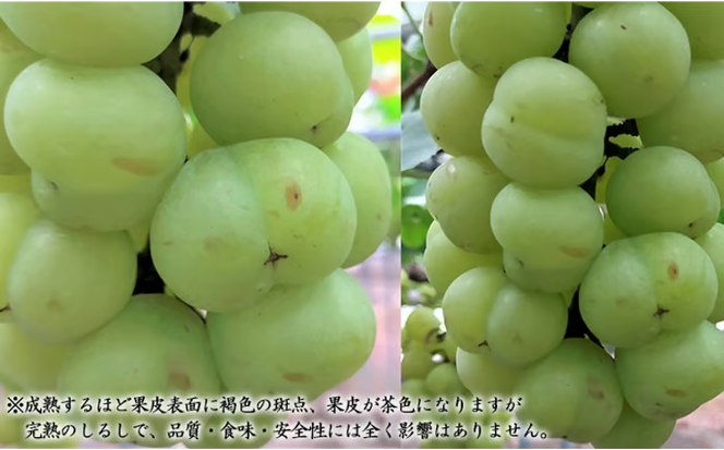 ぶどう 2026年 先行予約 桃太郎 ぶどう 1房（700g以上） ブドウ 葡萄 岡山県産 国産 フルーツ 果物 ギフト 化粧箱 贈答品