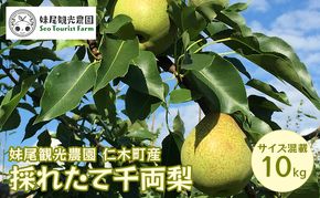 [先行受付/2026年] 仁木町の採れたて「千両梨」サイズ混載 10kg（20個前後）  北海道 仁木 果物 フルーツ なし 梨 ナシ 先行予約 [フルーツショップ妹尾観光農園]