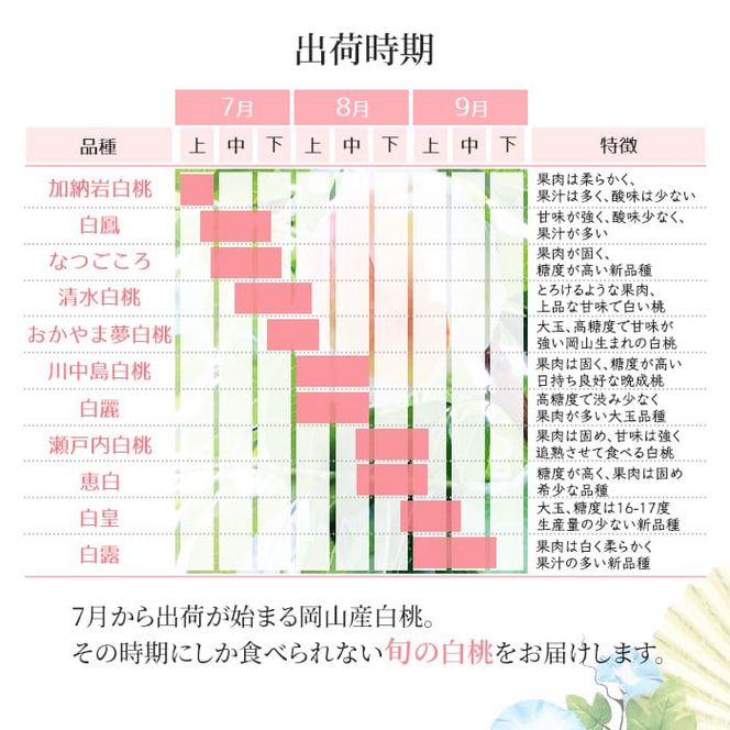 桃 2026年 先行予約 岡山 白桃 ロイヤル 約4kg 8～15玉入り もも モモ 岡山県産 国産 フルーツ 果物 ギフト 橋田商店