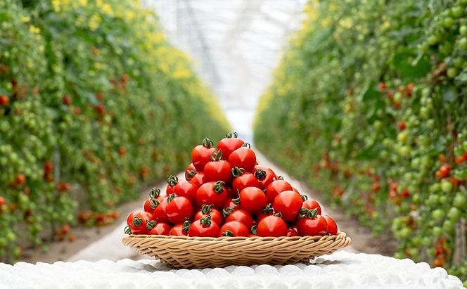 【2026年7月～発送】富良野産 採れたて直送! ミニトマト 「殊玉のうまみ」 【約2kg】 (清水farm) トマト ミニトマト とまと 美果 野菜 新鮮 甘い 季節限定 北海道 富良野 ふらの